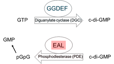 GrafikForschungAbb1BiosynthClust