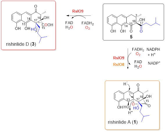 GraphicResearchFig2BaeyVillOx